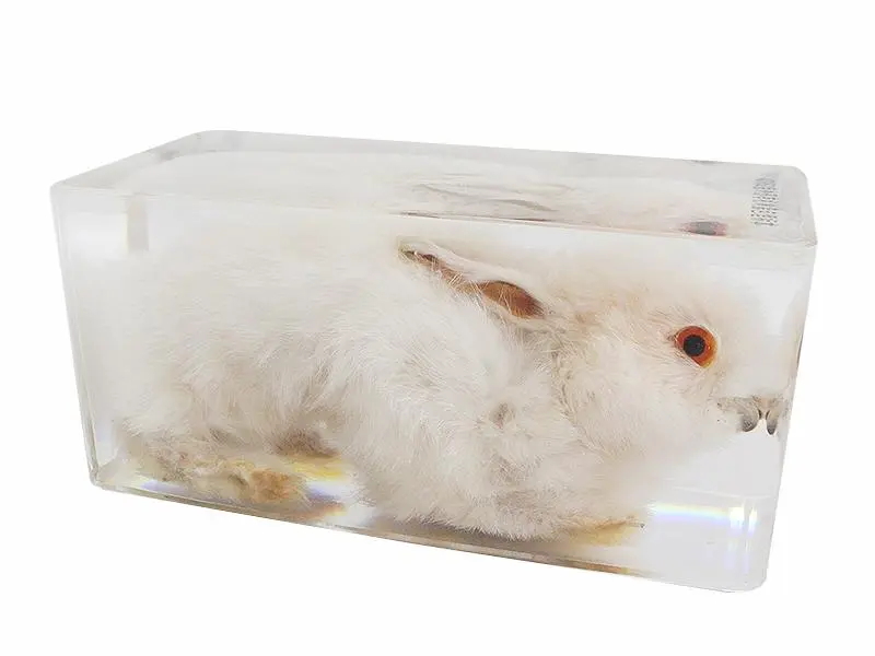 動(dòng)物標(biāo)本制作好怎么保存